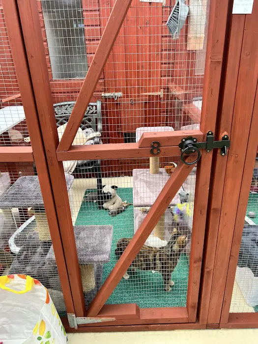 Bridge House Cattery Picture 8