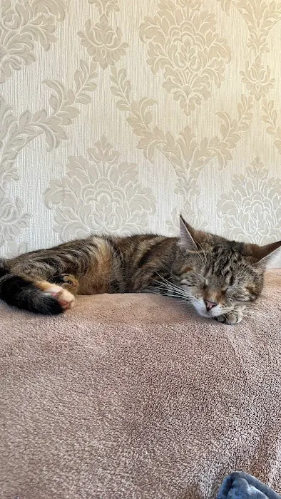 Bridge House Cattery Picture 6