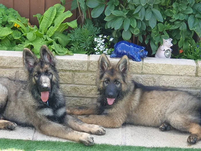 PETmedic Veterinary Services Picture 5