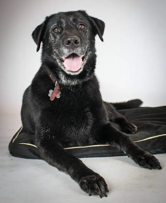 PETmedic Veterinary Services Picture 1