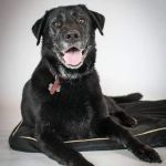 PETmedic Veterinary Services