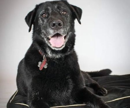PETmedic Veterinary Services