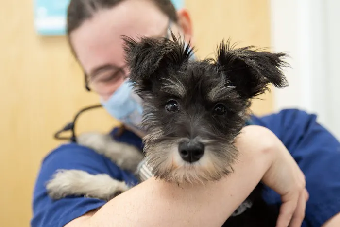 Arundell Veterinary Care, Kirk Sandall Picture 3