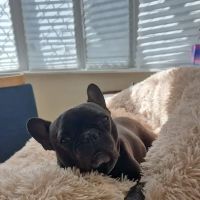 Vets Now Doncaster ico