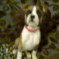 Rase Veterinary Centre - Scawthorpe ico