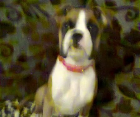 Rase Veterinary Centre - Scawthorpe