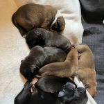 Doncaster Pet Clinic ltd