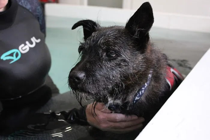Burntwood Canine Hydrotherapy Doncaster Picture 6