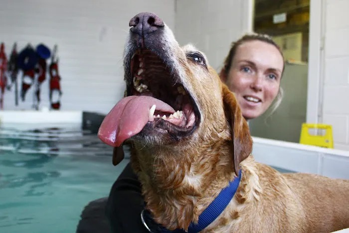 Burntwood Canine Hydrotherapy Doncaster Picture 1