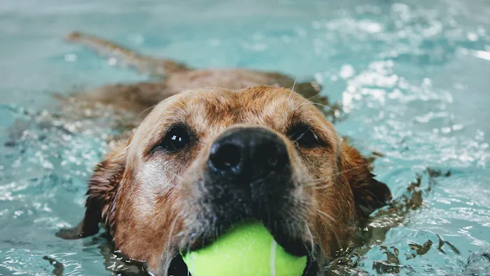 Burntwood Canine Hydrotherapy Doncaster Picture 5