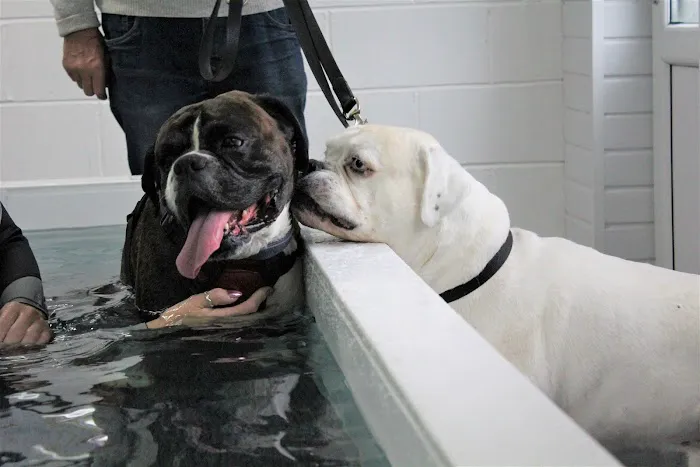 Burntwood Canine Hydrotherapy Doncaster Picture 7