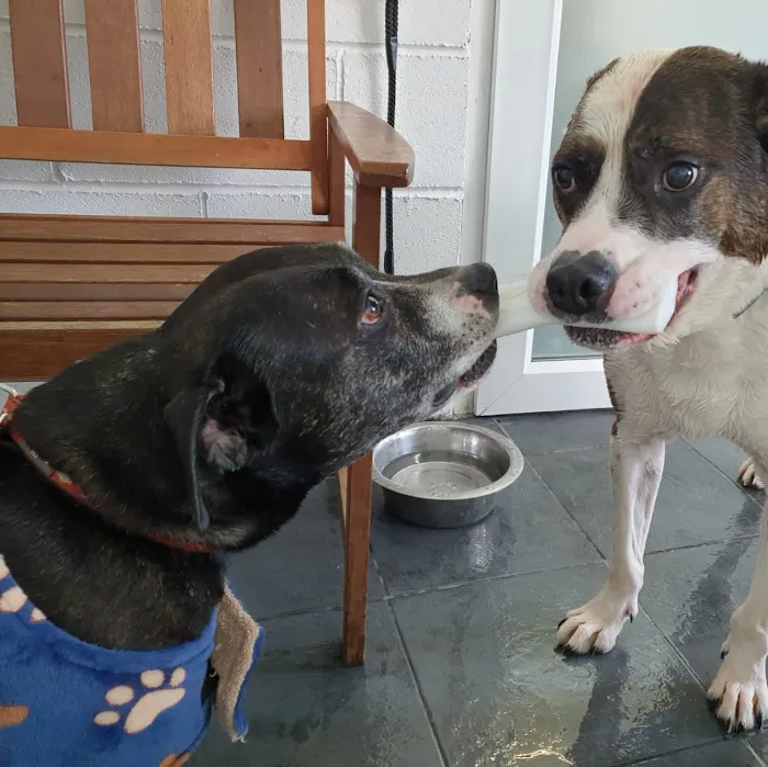 Burntwood Canine Hydrotherapy Doncaster Picture 9