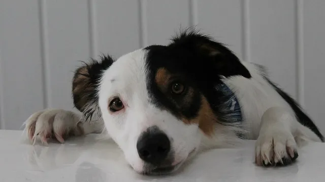 Burntwood Canine Hydrotherapy Doncaster Picture 10