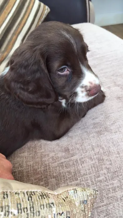 Bentley Road Vets Picture 5