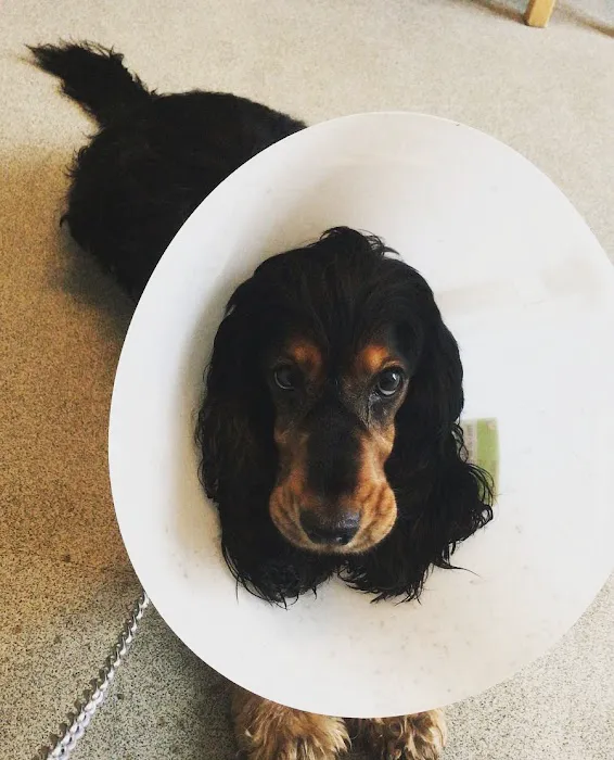 Bentley Road Vets Picture 6