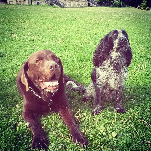 Bentley Road Vets Picture 3
