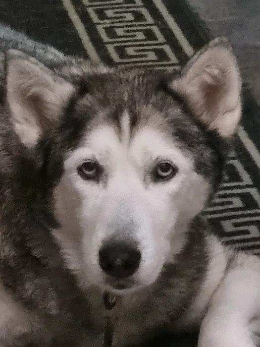 Serenity Vet Services Picture 5