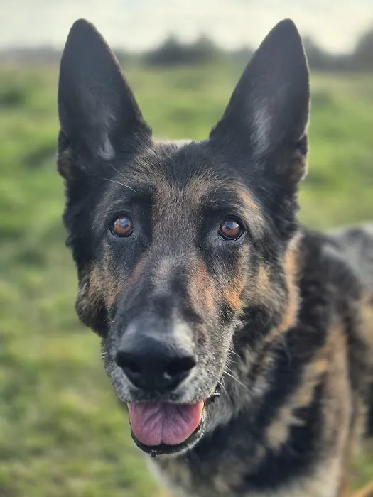 Serenity Vet Services Picture 4
