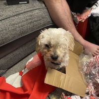 Serenity Vet Services ico