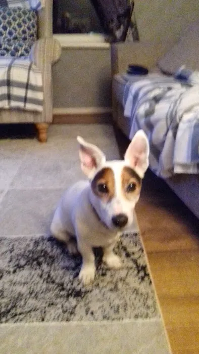 Medivet South Elmsall Picture 10