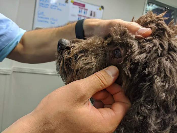 Wagtails Veterinary Centre Picture 10