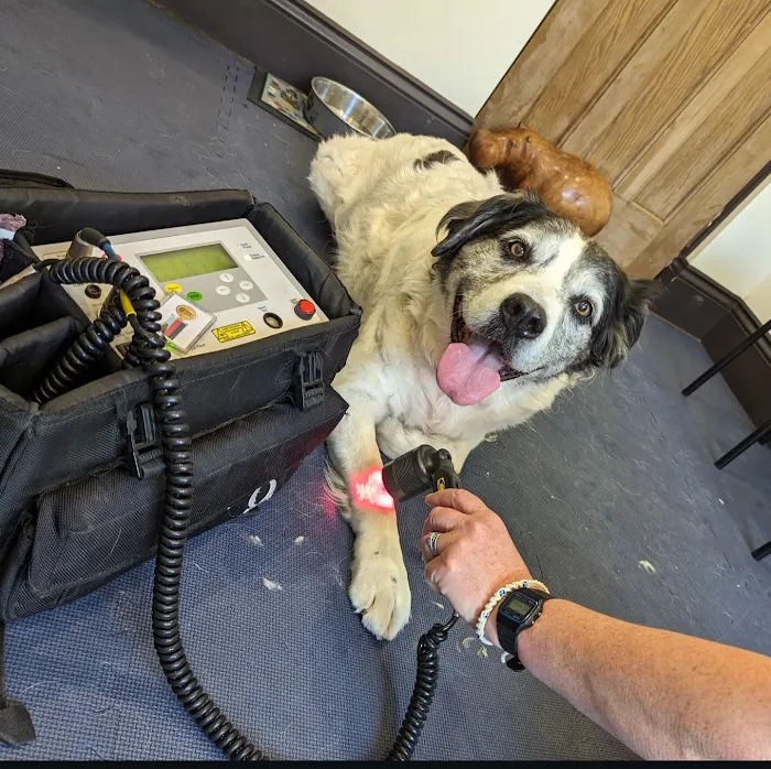The K9 Chiro Picture 8