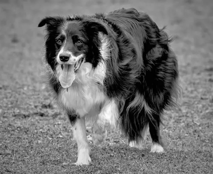 The K9 Chiro Picture 7