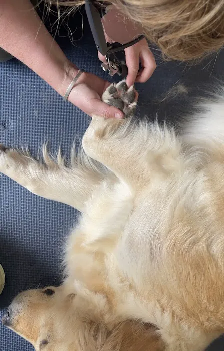 The K9 Chiro Picture 3