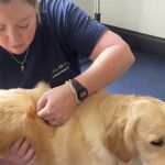 The K9 Chiro