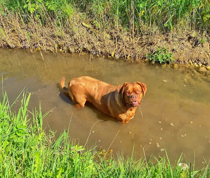 The Pet Vet Picture 9
