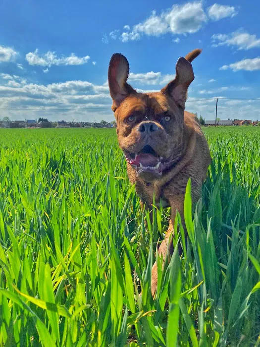 The Pet Vet Picture 7