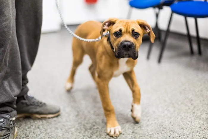 White Cross Vets Balby Picture 6