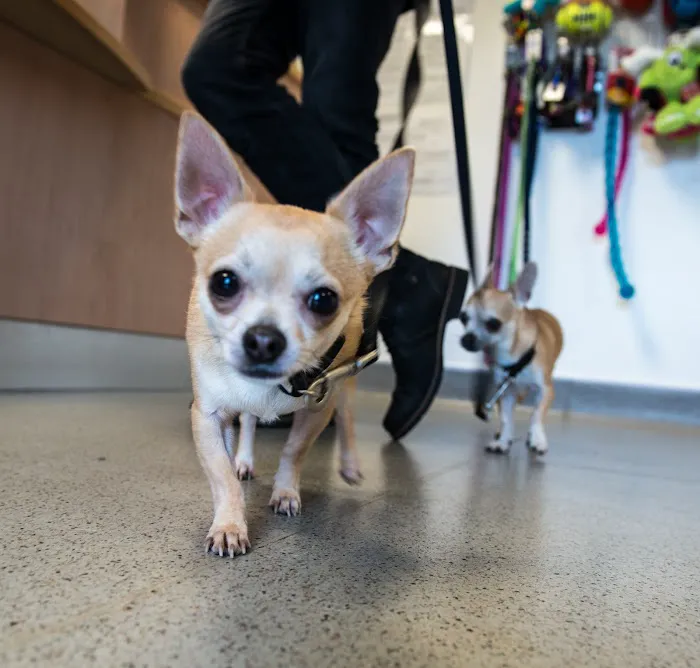 Beechwood Veterinary Hospital - Doncaster Picture 10