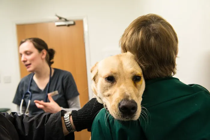 Beechwood Veterinary Hospital - Doncaster Picture 4