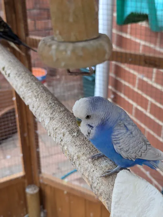 Absolute Pets Picture 10