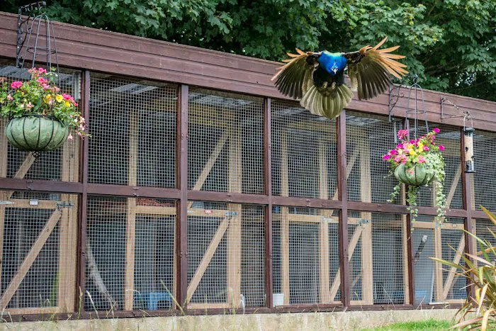 Broadlands Cattery, 5 Rated by WLDC Picture 4