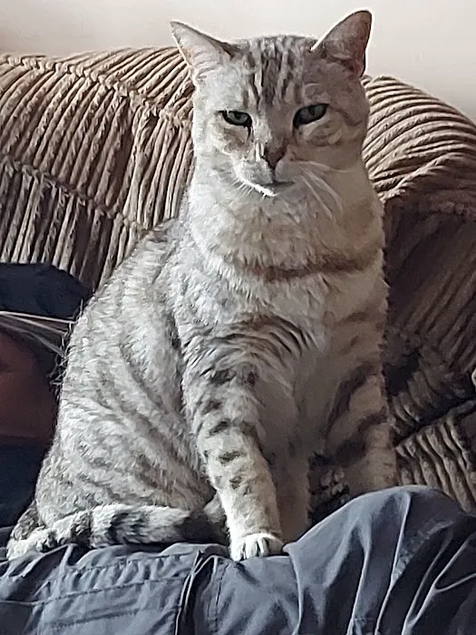 Broadlands Cattery, 5 Rated by WLDC Picture 1