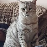 Broadlands Cattery, 5 Rated by WLDC