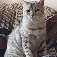 Broadlands Cattery, 5 Rated by WLDC ico