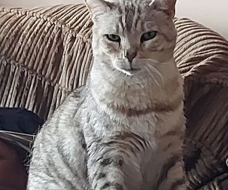 Broadlands Cattery, 5 Rated by WLDC