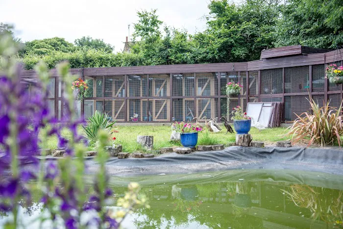 Broadlands Cattery, 5 Rated by WLDC Picture 9