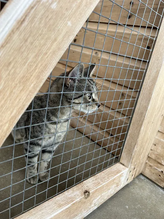 Broadlands Cattery, 5 Rated by WLDC Picture 2