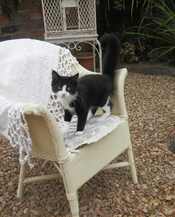 Gordon May's Purrrfect Cattery Picture 5