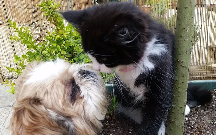 Gordon May's Purrrfect Cattery Picture 8