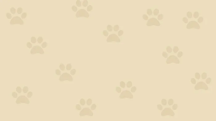 Gordon May's Purrrfect Cattery Picture 2