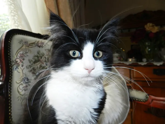 Gordon May's Purrrfect Cattery Picture 6