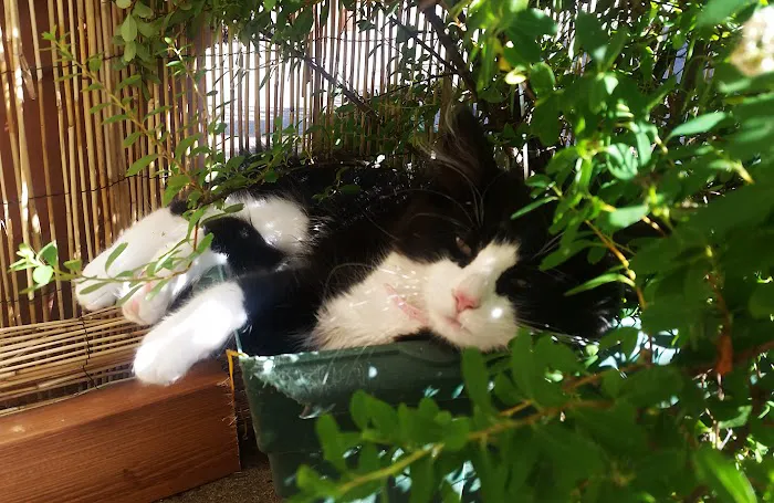 Gordon May's Purrrfect Cattery Picture 9