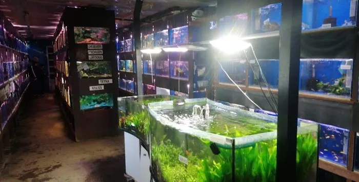 Viscum Water Gardens & Aquatics Picture 2