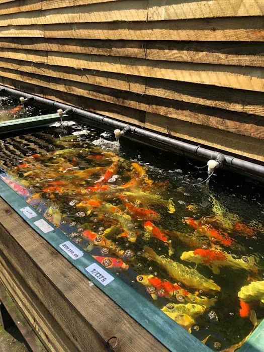 Viscum Water Gardens & Aquatics Picture 3