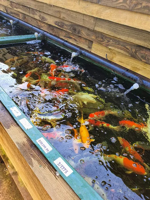 Viscum Water Gardens & Aquatics Picture 5